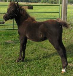 Lily newfoal 09 008b